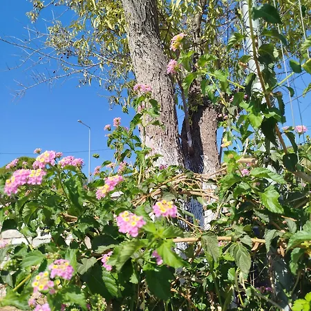 Nereids Apartments-galene Petalídhion