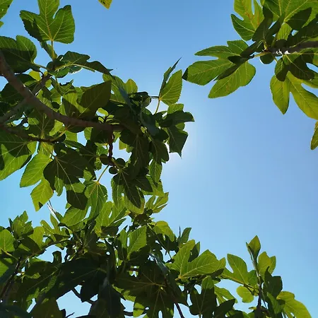 Nereids Apartments-galene Петалидион