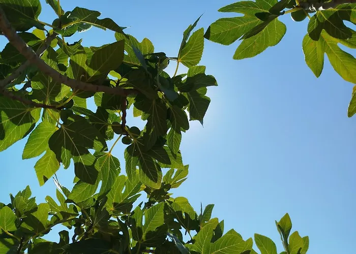 Nereids Apartments-galene Petalidi